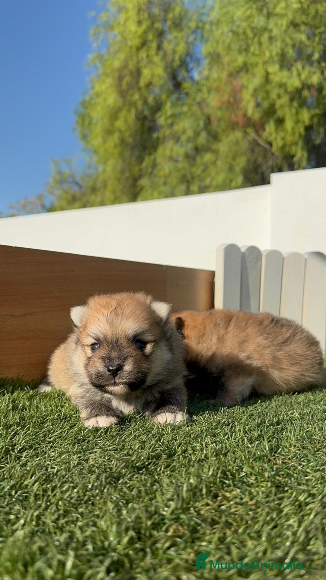 Pomerania perros en venta: POMERANIA MACHOS - Imagen 7