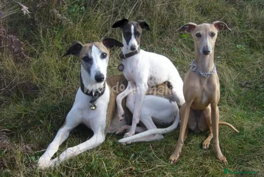 Imagen de galería {{count}}