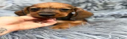 Teckel Miniatura perros en venta: TECKEL PELO DURO MINIATURA IMPRESIONANTES - Anuncio 3
