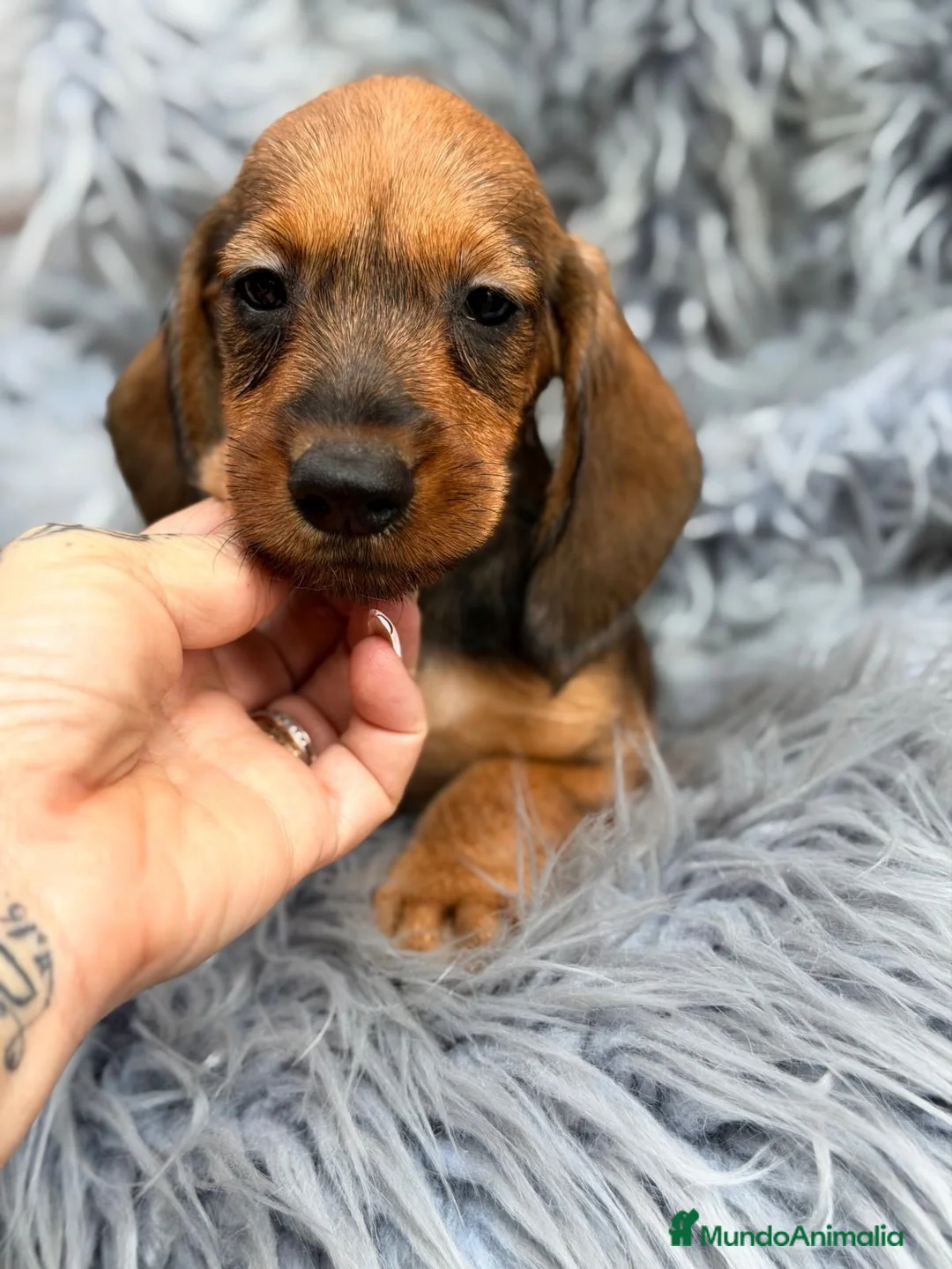 Teckel Miniatura perros en venta: TECKEL PELO DURO MINIATURA IMPRESIONANTES - Anuncio 1