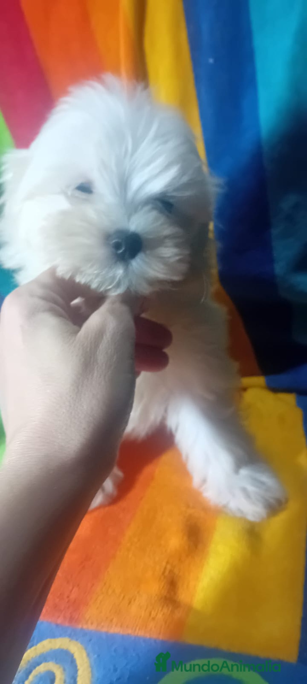 Bichón Maltés perros en venta: Maltés coreano toy ✨✨✨👈👈👈☎️ - Imagen 2