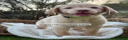 Labrador Retriever perros en venta: LABRADOR HEMBRA - Anuncio 6
