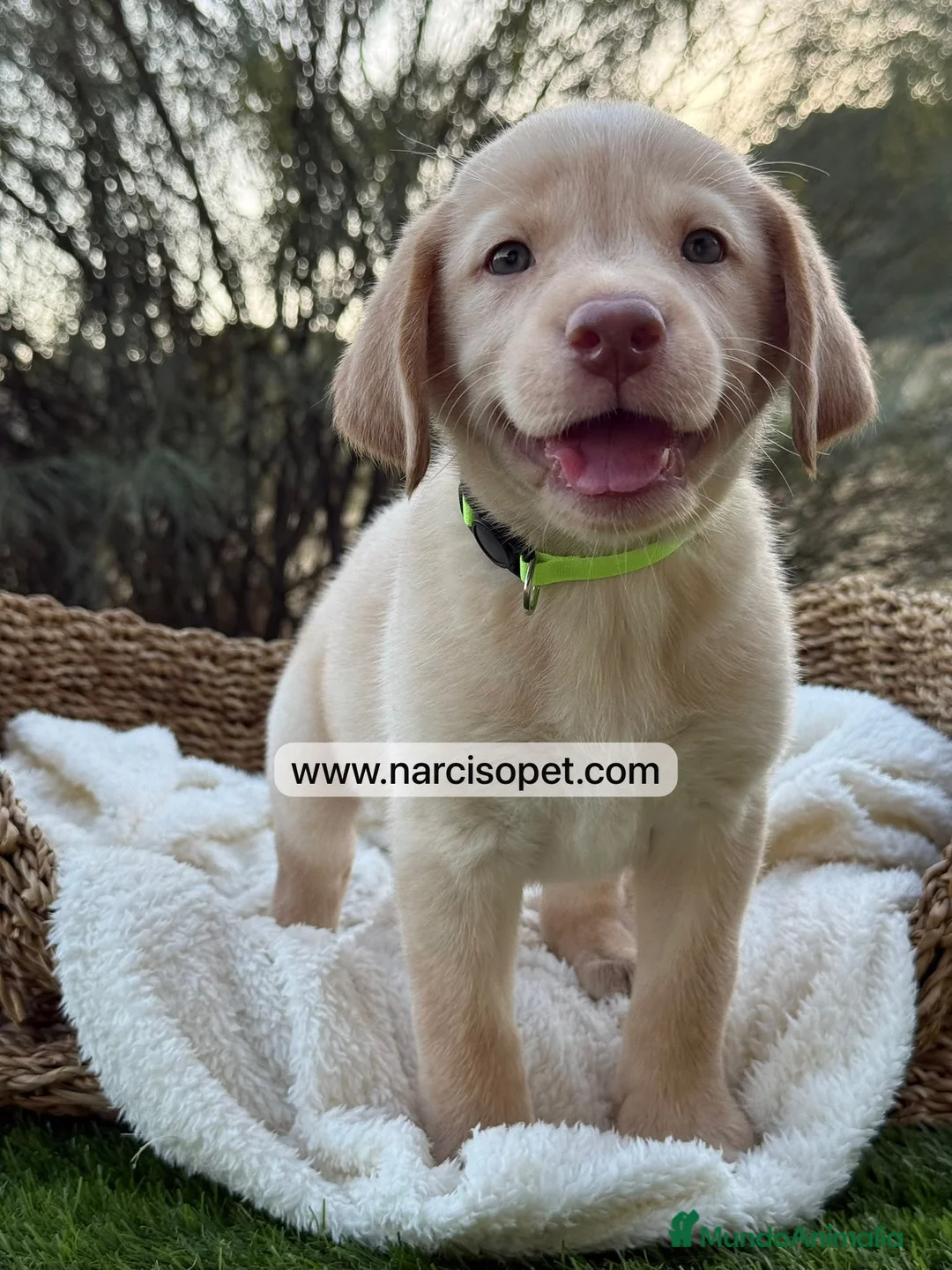 Labrador Retriever perros en venta: LABRADOR HEMBRA - Anuncio 6