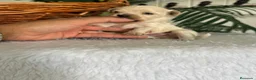 Maltipoo perros en venta: MALTIPOO DE LÍNEA COREANA – PEQUEÑOS QUE ENAMORAN - Anuncio 2