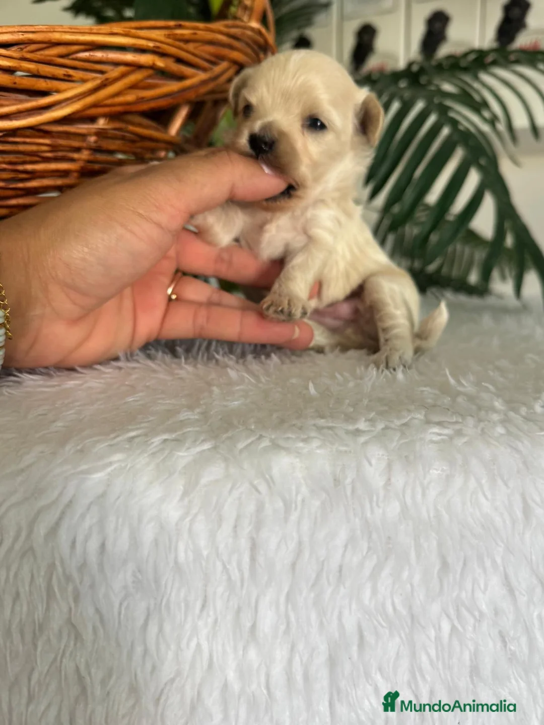 Maltipoo perros en venta: MALTIPOO DE LÍNEA COREANA – PEQUEÑOS QUE ENAMORAN - Anuncio 2