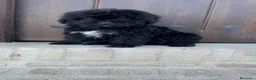 Perro de Agua Español perros en venta: PERRO DE AGUA ESPAÑOL - Anuncio 16