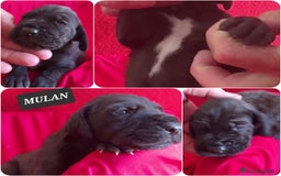 Dogo Alemán perros en venta: Cachorros bebes - Imagen 4
