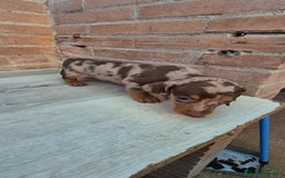 Teckel Miniatura perros en venta: Teckel arlequín chocolate  - Imagen 2