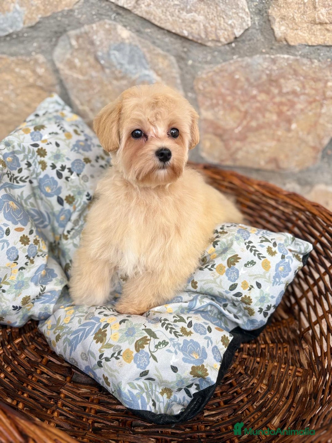 Maltipoo perros en venta: Maltipoo hembra disponible  - Imagen 2