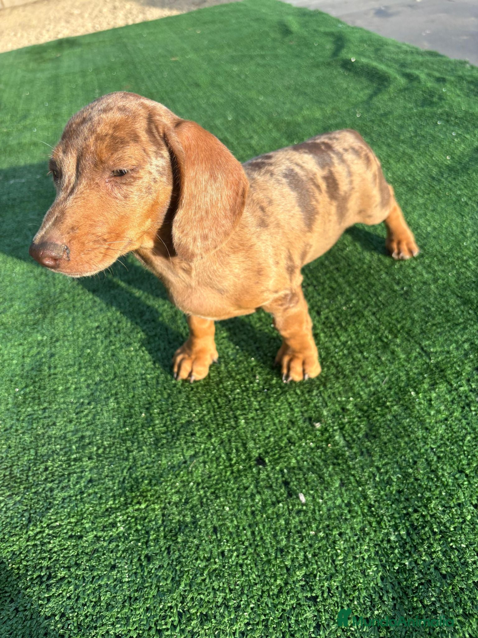 Teckel Miniatura perros Disponible Teckels de Calidad  - Anuncio 1