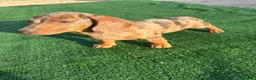 Teckel Miniatura perros en venta: Disponible Teckels de Calidad  - Anuncio 1
