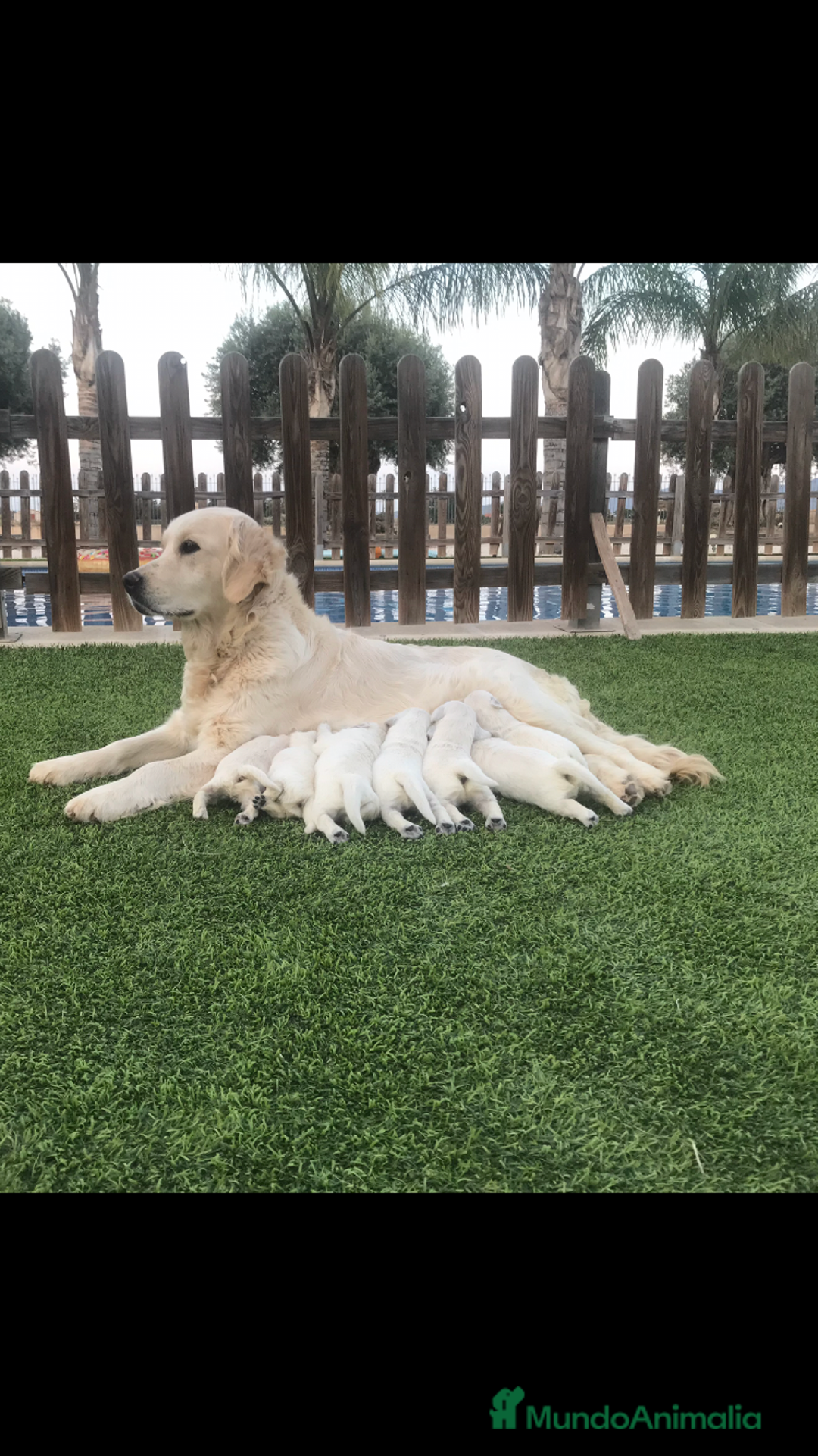 Golden Retriever perros en venta: Cachorros golden retriever con pedigree  - Anuncio 8