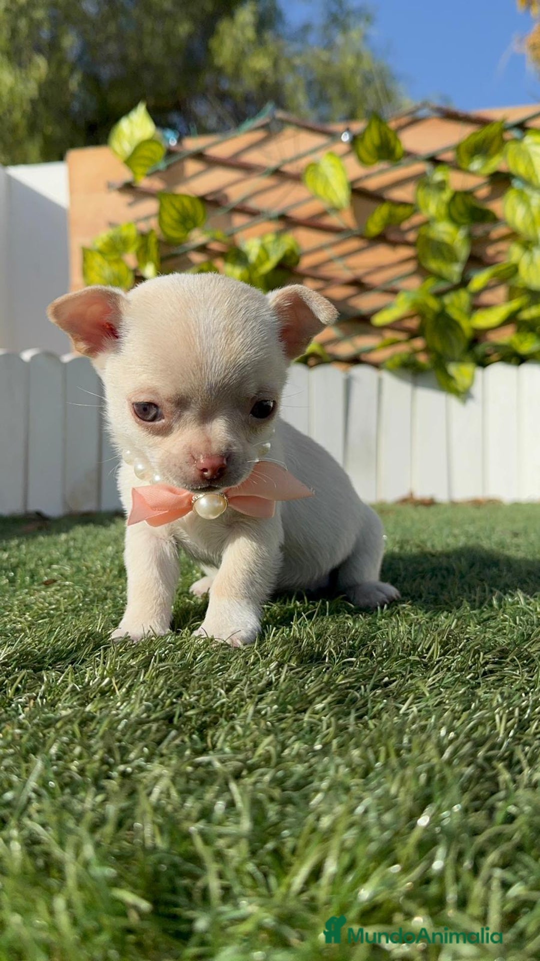 Chihuahua perros en venta: CHIHUAHUA HEMBRA - Anuncio 12