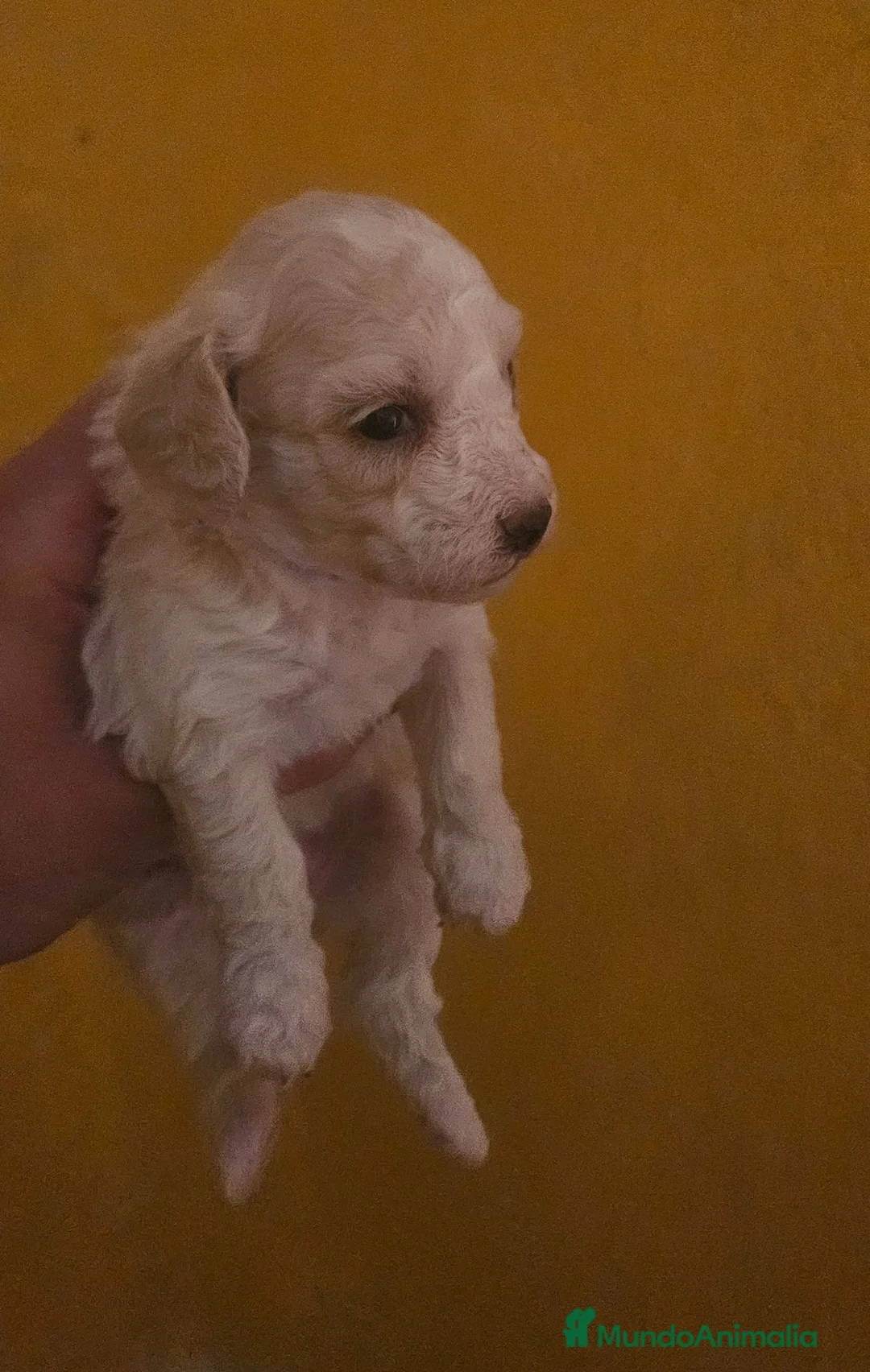 Maltipoo perros en venta: Cachorros maltipoo  - Anuncio 2
