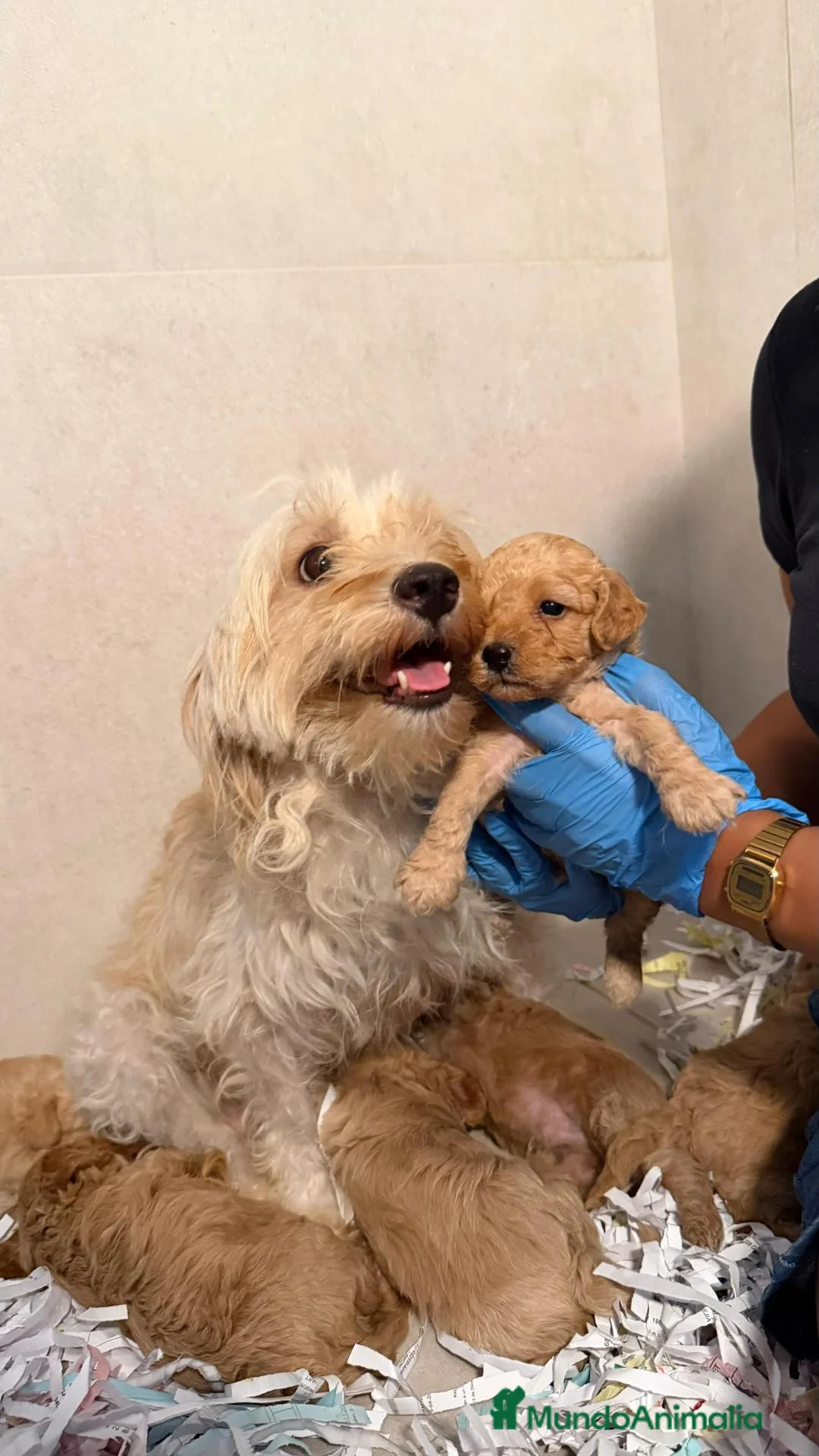 Maltipoo perros en venta: MALTIPOO - NUEVA CAMADA 💖 - Anuncio 1