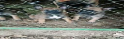 Pastor Belga Malinois perros en venta: Pastor Belga Malinois - Anuncio 11