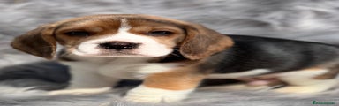 Beagle Cachorro 1