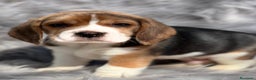 Beagle perros en venta: Beagle en Barcelona - Anuncio 9