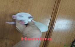 Chihuahua perros en venta: CHIHUAHUAS TOYS CALIDAD Y SELECCIÓN  - Imagen 2