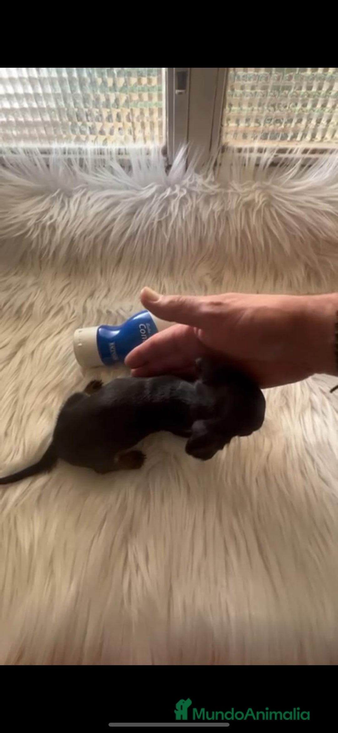 Teckel Miniatura perros en venta: TECKEL KANINCHEN - Imagen 2