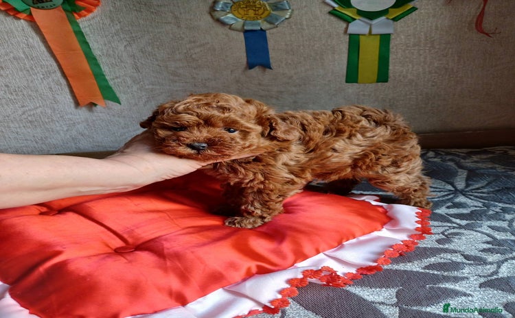 Caniche Toy perros - Propaganda 1
