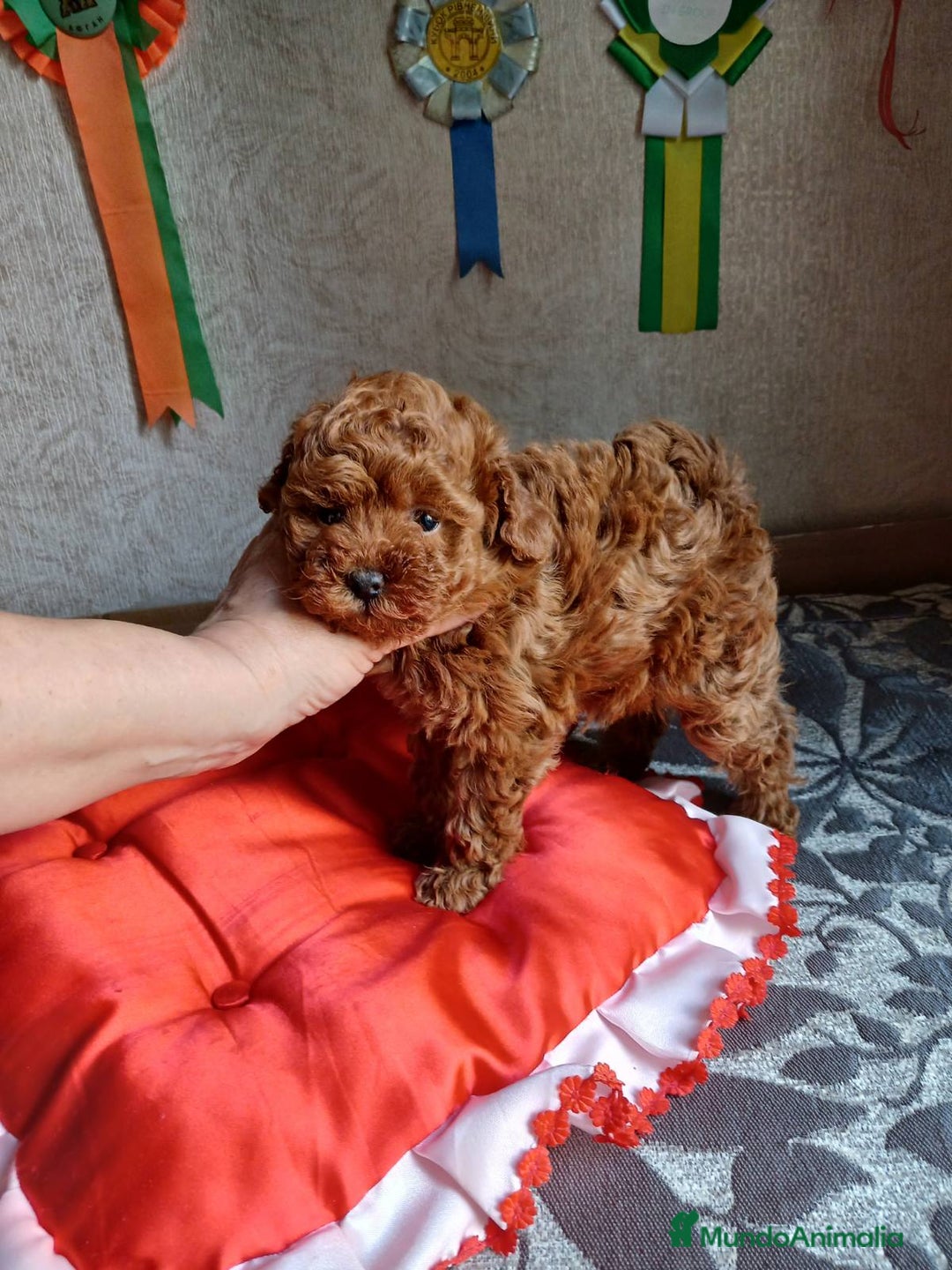 Caniche Toy perros en venta: MACHO CANICHE TOY 50% LINEA ASIATICA  - Imagen 1