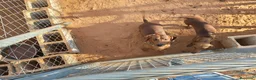 Teckel perros en venta: Teckel estándar  - Anuncio 1