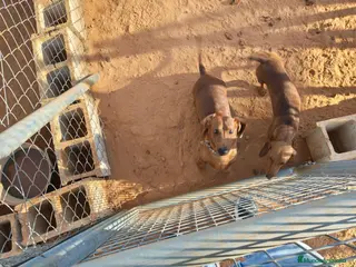 Teckel perros Teckel estándar - Anuncio 1