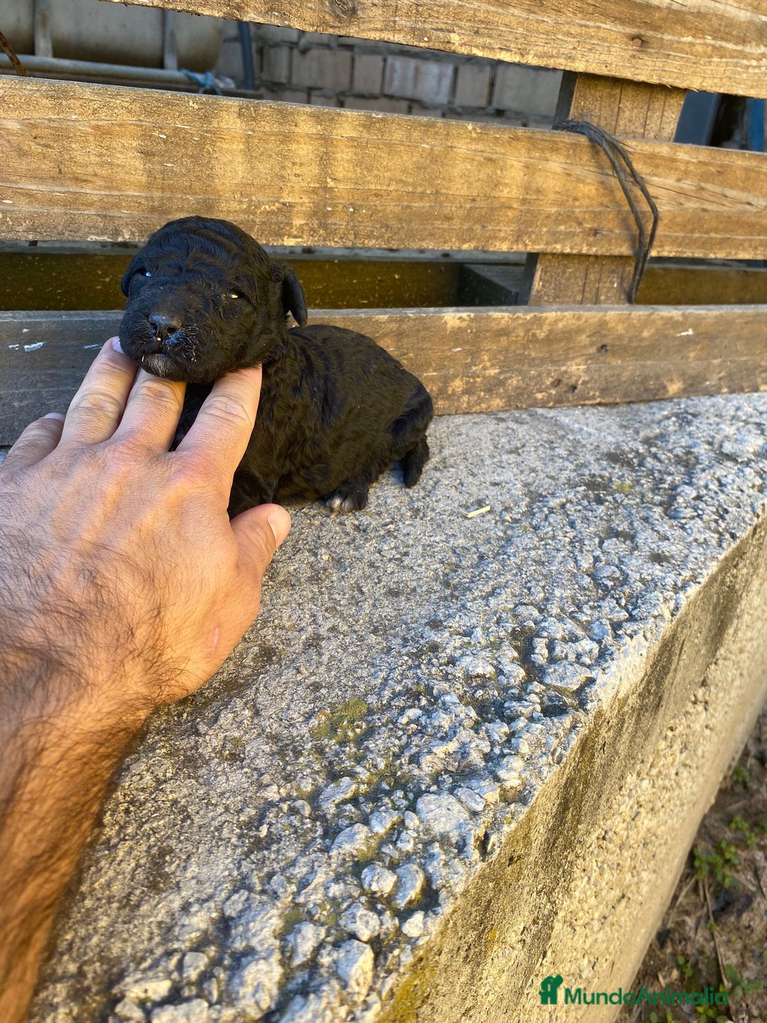 Perro de Agua Español perros en venta: Perro de agua  - Anuncio 3