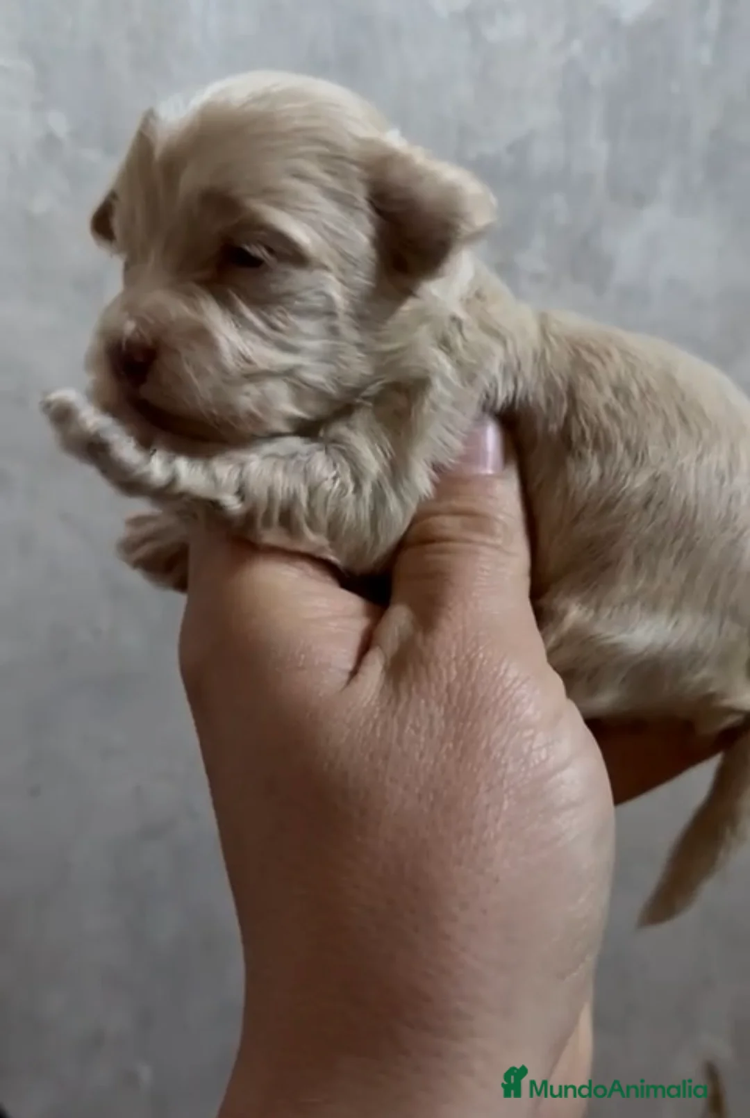 Maltipoo perros en venta: Disponibles preciosos Maltipoo  en Cádiz - Anuncio 5