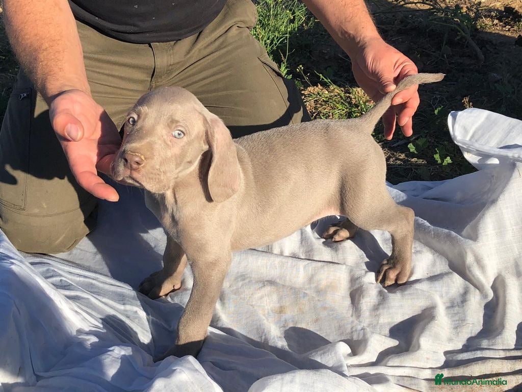 Weimaraner perros Cachorro de Braco de Weimar  - Anuncio 1