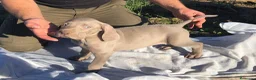 Weimaraner perros en venta: Cachorro de Braco de Weimar  - Anuncio 1
