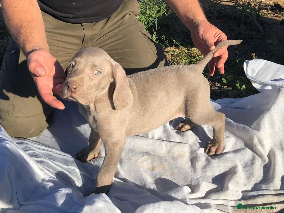 Weimaraner perros en venta: Cachorro de Braco de Weimar  - Anuncio 1