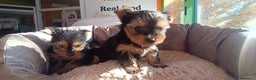 Yorkshire Terrier perros en venta: Cachorros de Yorkshire  - Anuncio 5