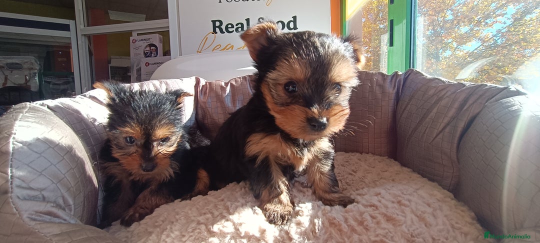 Yorkshire Terrier perros en venta: Cachorros de Yorkshire  - Anuncio 5