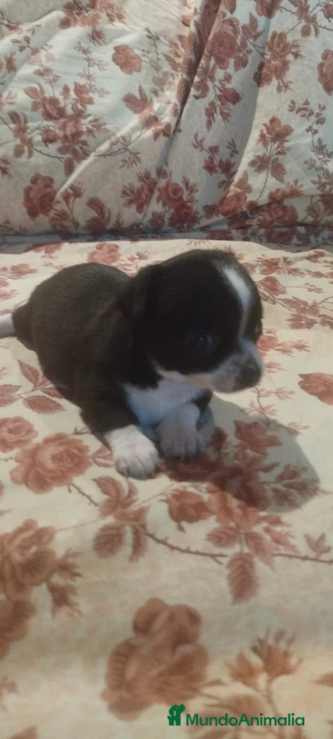 Chihuahua perros en venta: Hembra chihuahua  - Imagen 1