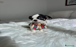 Chihuahua perros en venta: Chihuahua  - Imagen 1