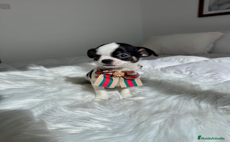 Chihuahua perros - Anuncio 3
