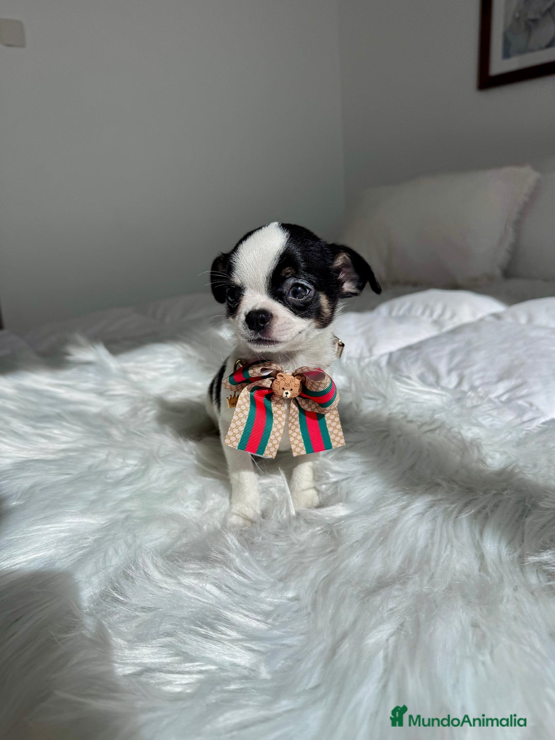 Chihuahua perros en venta: Chihuahua  - Imagen 1