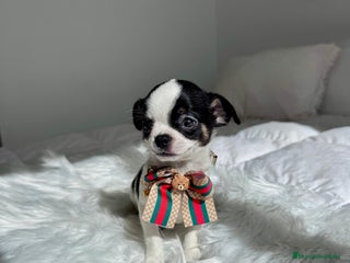 Chihuahua perros - Anuncio 2