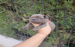 Bulldog Francés perros en venta: Bulldog francés blue y lilac - Imagen 4