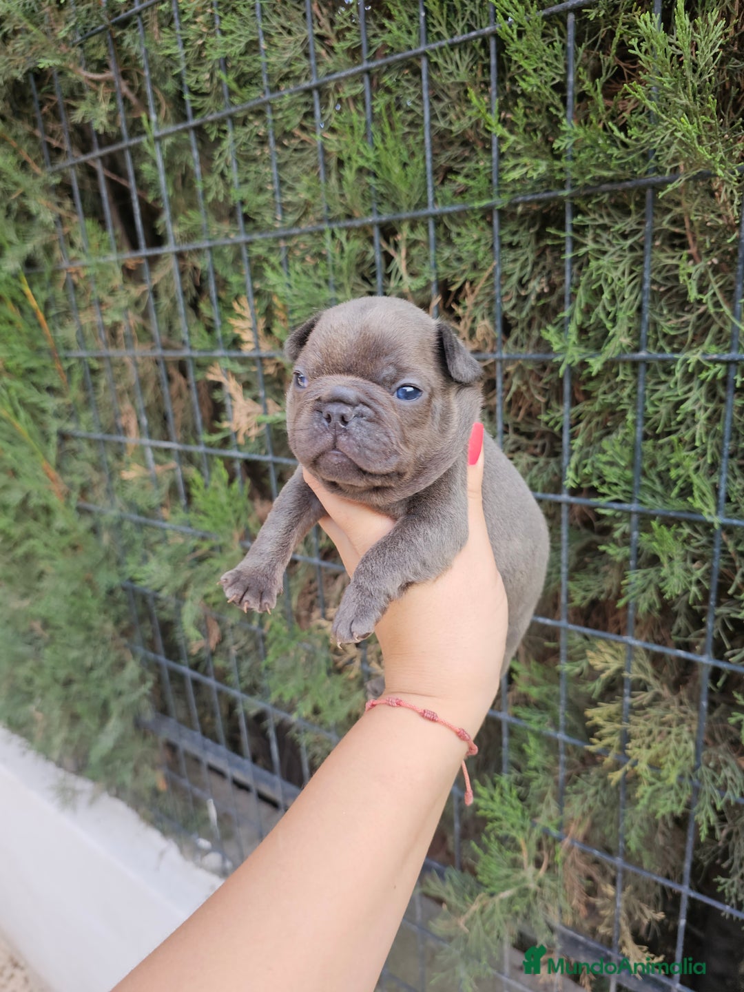 Bulldog Francés perros en venta: Bulldog francés blue y lilac - Imagen 4