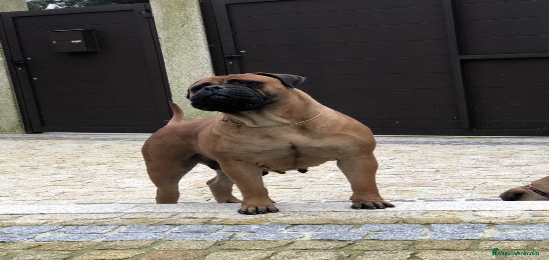 Imagen de galería {{count}}