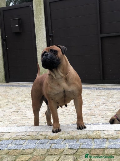 Imagen de galería {{count}}