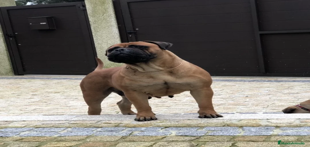 Imagen de galería {{count}}