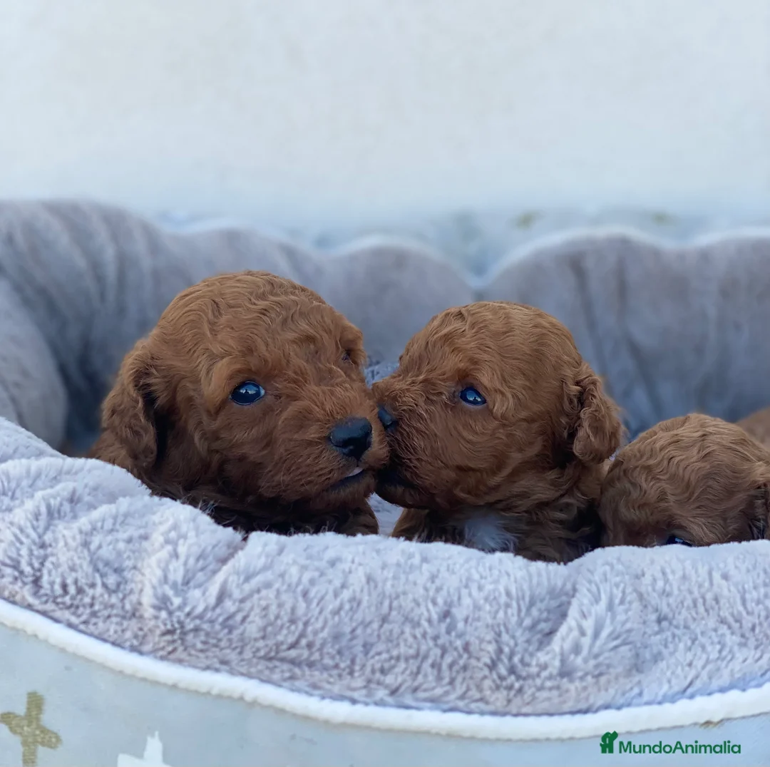 Caniche Toy perros en venta: Caniche toy rojo, criador serio y profesional  en Madrid - Anuncio 6