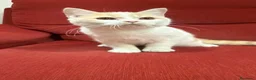 Británico de Pelo Corto gatos en venta: Precioso British arlequín  - Anuncio 7