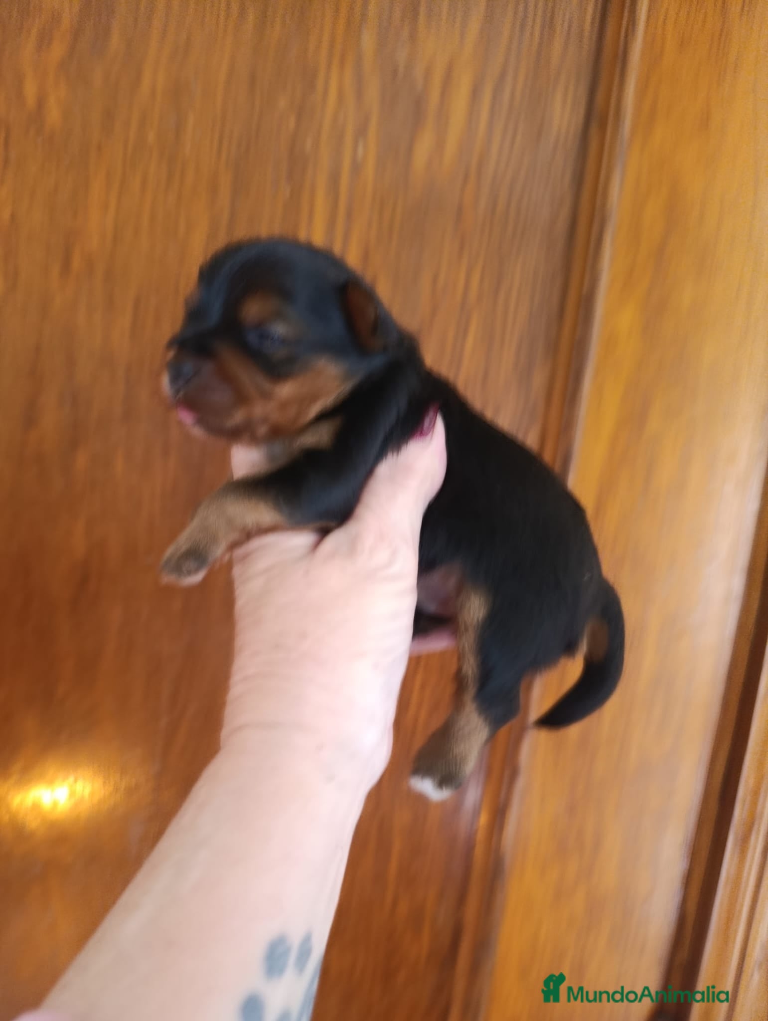 Yorkshire Terrier perros YORKSHIRE MACHO EXCLUSIVO  - Anuncio 1