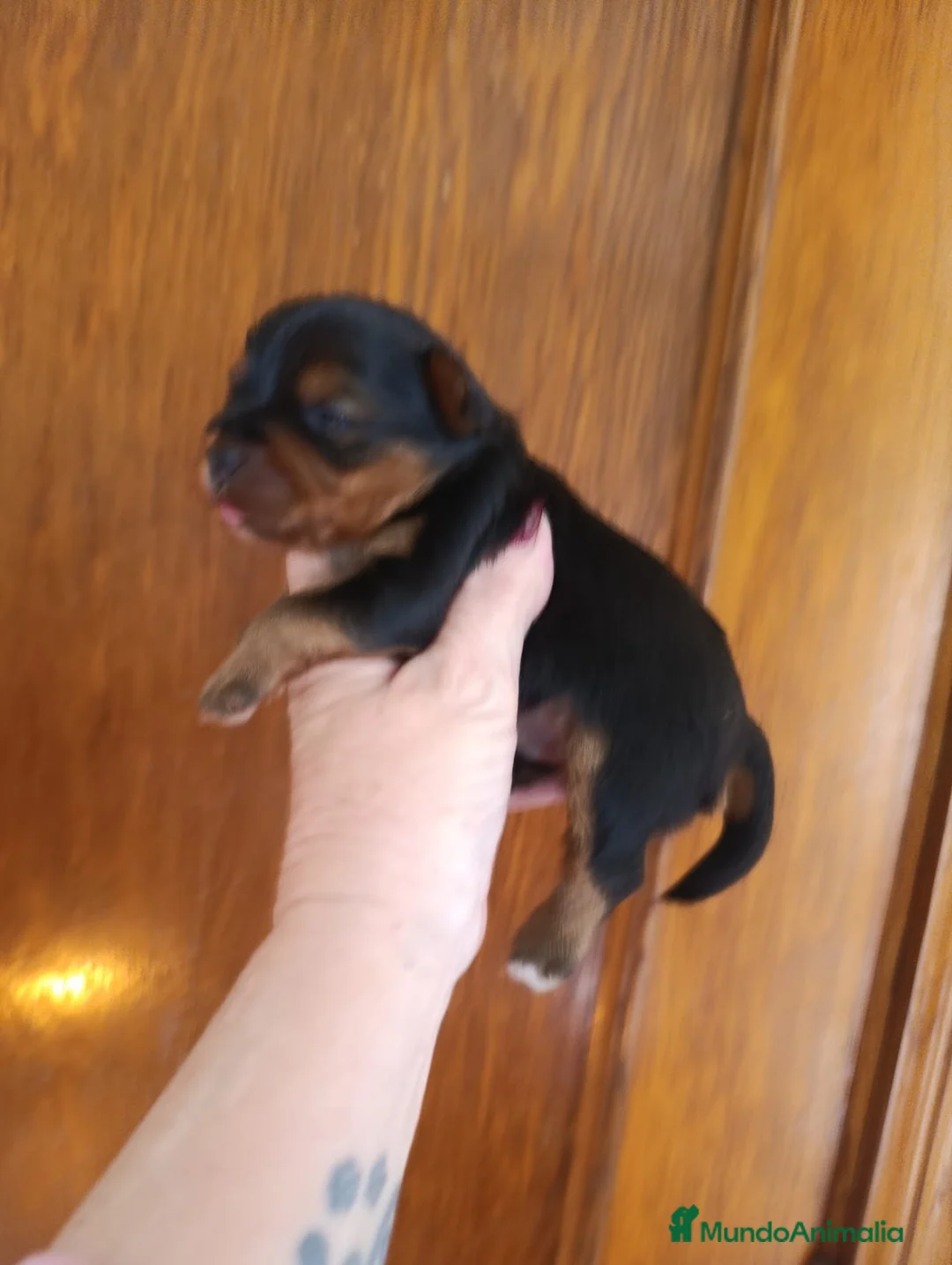 Yorkshire Terrier perros en venta: YORKSHIRE MACHO EXCLUSIVO  - Anuncio 1