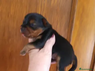 Yorkshire Terrier perros YORKSHIRE MACHO EXCLUSIVO - Anuncio 1